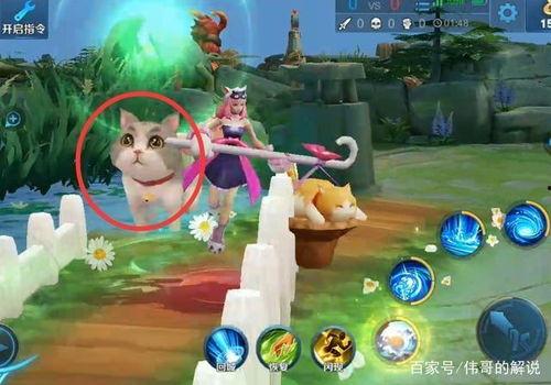 橘猫王者爆料视频大全,视频大全揭秘猫咪电竞传奇  第3张